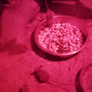 Spinifex hopping mice 120425