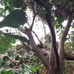 Eurasian hoopoe 120425