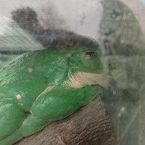 Mexican leaf frog 120425