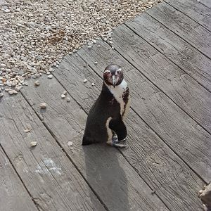 Humboldt penguin 120425