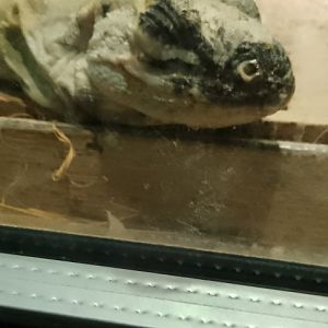 Utila Spiny Tailed Iguana 120425