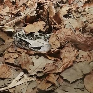 Gaboon Viper 120425