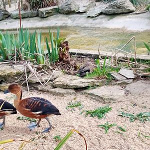 Fulvous tree ducks 120425