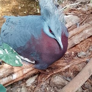 Schlater's crowned pigeon 120425