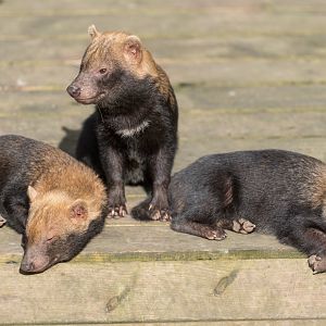 Juvenile Bush Dogs, Dudley, UK