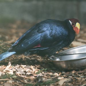 Violet Turaco , Dudley, UK