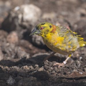 Black Headed Weaver , Dudley, UK