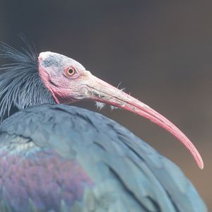 Northern Bald / Waldrupp Ibis , Dudley, UK