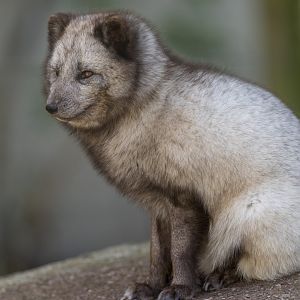 Arctic Fox , Dudley, UK