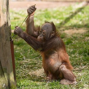 Juvenile Orangutan , Dudley, UK
