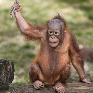 Juvenile Orangutan , Dudley, UK