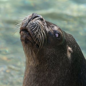 Patagonian sealion (f) , Dudley, UK