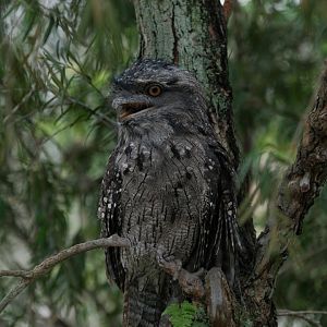 Tawny Frogmouth (Podargus strigoides)