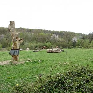 Bactrian camel (Camelus bactrianus) exhibit - Parc animalier d'Ecouves