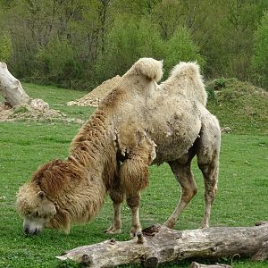 Bactrian camel (Camelus bactrianus) - Parc animalier d'Ecouves