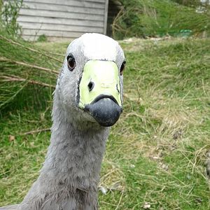 Cape Barren goose (Cereopsis novaehollandiae) - Parc animalier d'Ecouves