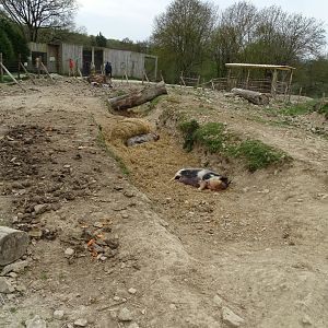 Kunekune exhibit - Parc animalier d'Ecouves