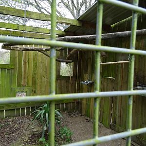 Moluccan eclectus (Eclectus roratus) aviary - Parc animalier d'Ecouves