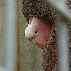 Pink cockatoo (Cacatua leadbeateri) - Parc animalier d'Ecouves