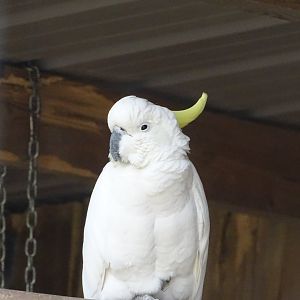 Sulphur-crested cockatoo (Cacatua galerita) - Parc animalier d'Ecouves