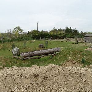 Bennett's wallaby (Notamacropus rufogriseus) and emu (Dromaius novaehollandiae) exhibit - Parc animalier d'Ecouves