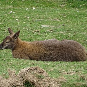 Bennett's wallaby (Notamacropus rufogriseus) - Parc animalier d'Ecouves