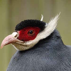 Blue eared pheasant (Crossoptilon auritum) - Parc animalier d'Ecouves