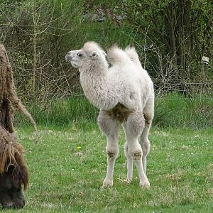 Bactrian camel (Camelus bactrianus) - Parc animalier d'Ecouves
