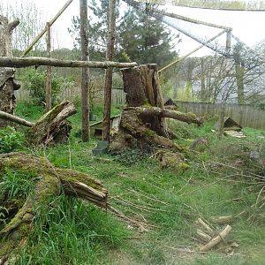 Temminck's tragopan aviary - Parc animalier d'Ecouves