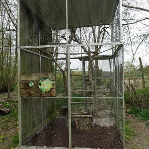 Plum-headed parakeet (Psittacula cyanocephala) aviary- Parc animalier d'Ecouves