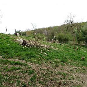 Valais Blackneck goat exhibit - Parc animalier d'Ecouves