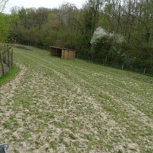 Water buffalo (Bubalus bubalis) exhibit - Parc animalier d'Ecouves