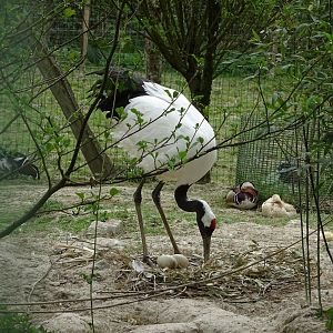 Red-crowned crane (Grus japonensis)- Parc animalier d'Ecouves