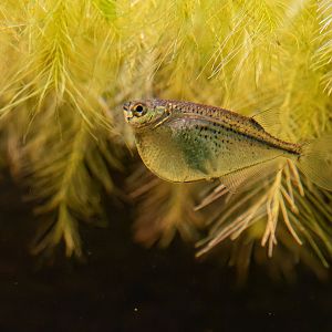 Carnegiella marthae? - Zoo Ústí nad Labem