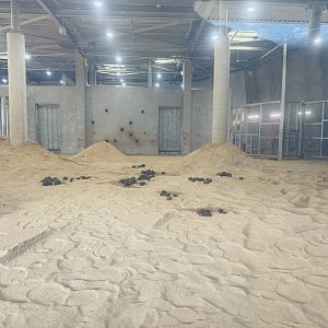 Elephant Trail (New): main elephant barn