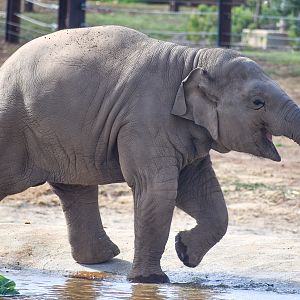 Asian Elephant calf