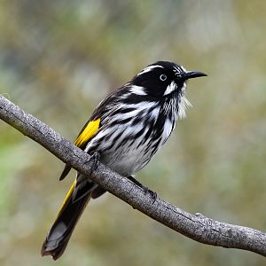 New Holland Honeyeater