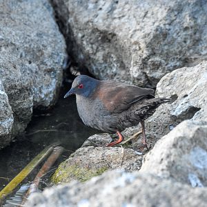 Spotless Crake