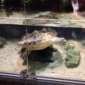 Matamata turtle in the Matamata Pavilion