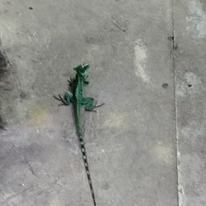 Unbothered green basilisk