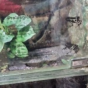 Dendrobatid species inside Matamata pavilion