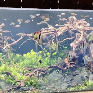 Aquarium at the end of Matamata pavilion