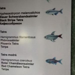 Aquarium species p.1