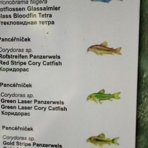 Aquarium species p.2