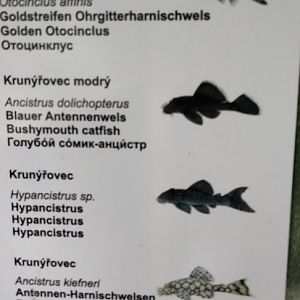 Aquarium species p.3
