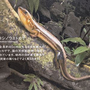 Iriomote Wildlife Conservation Center