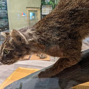 Iriomote Cat