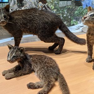 Iriomote Cats