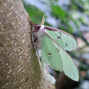 Luna Moth (Actias luna)