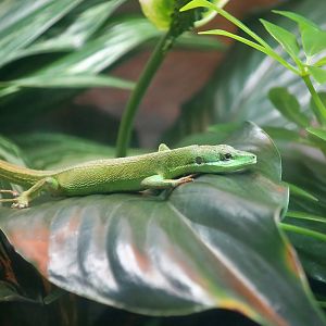 Sakishima Grass Lizard (Takydromus dorsalis)